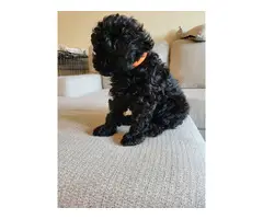 4 Beautiful and Loving Toy Poodle Puppies for Sale - 14