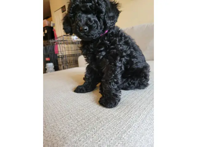 4 Beautiful and Loving Toy Poodle Puppies for Sale - 15/18