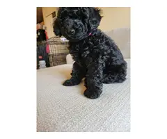 4 Beautiful and Loving Toy Poodle Puppies for Sale - 15