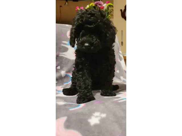 4 Beautiful and Loving Toy Poodle Puppies for Sale - 16/18