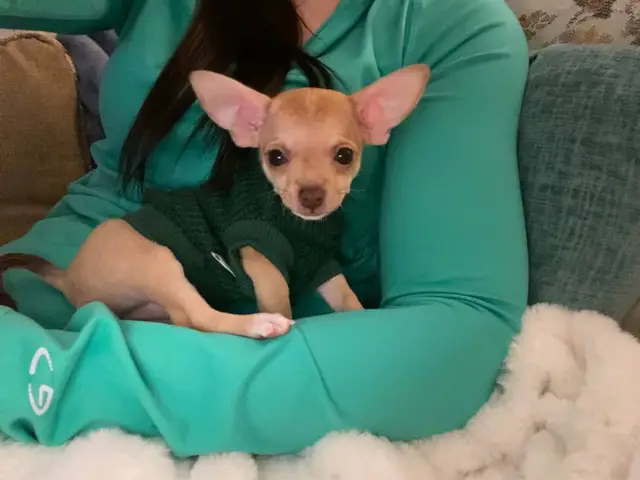 10-week-old female chihuahua puppy - 1/11