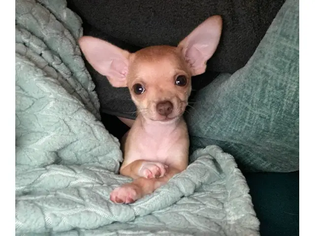 10-week-old female chihuahua puppy - 2/11