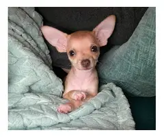 10-week-old female chihuahua puppy - 2