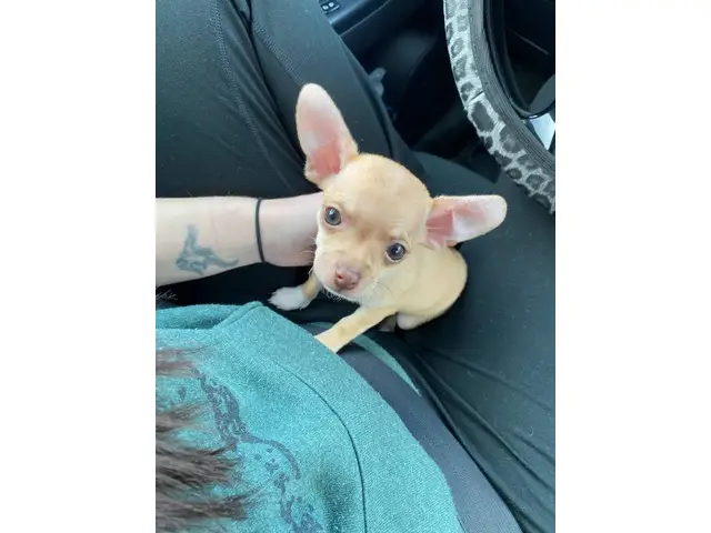10-week-old female chihuahua puppy - 4/11
