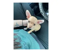 10-week-old female chihuahua puppy - 4