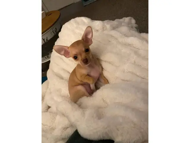 10-week-old female chihuahua puppy - 5/11