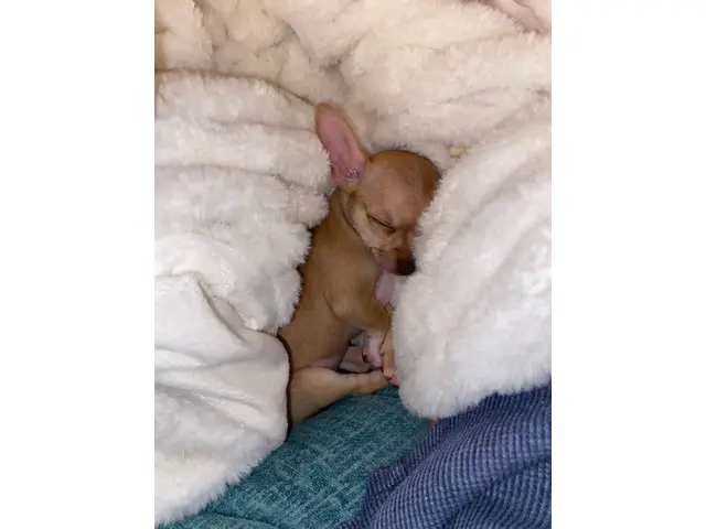 10-week-old female chihuahua puppy - 6/11