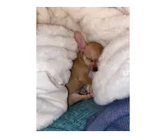 10-week-old female chihuahua puppy - 6