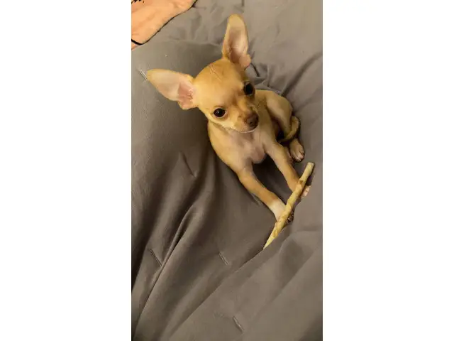 10-week-old female chihuahua puppy - 7/11