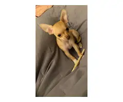 10-week-old female chihuahua puppy - 7