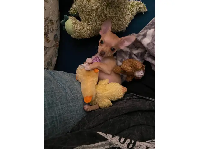 10-week-old female chihuahua puppy - 8/11