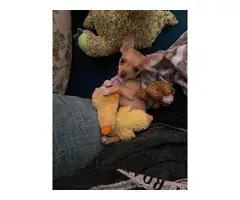 10-week-old female chihuahua puppy - 8