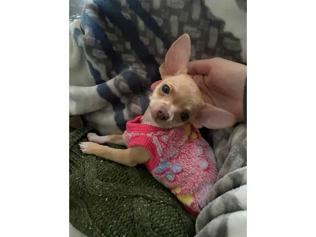 10-week-old female chihuahua puppy - 10/11