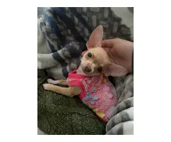 10-week-old female chihuahua puppy - 10
