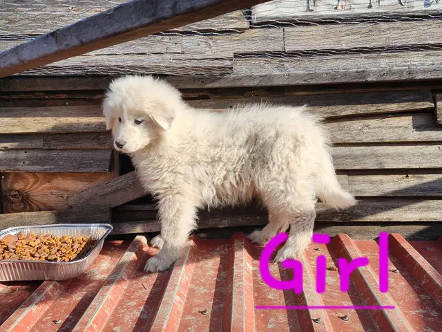 9 week old Purebred Great Pyrenees puppies - 2/8