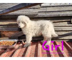 9 week old Purebred Great Pyrenees puppies - 2