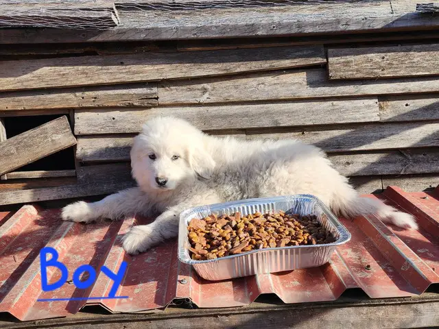 9 week old Purebred Great Pyrenees puppies - 3/8