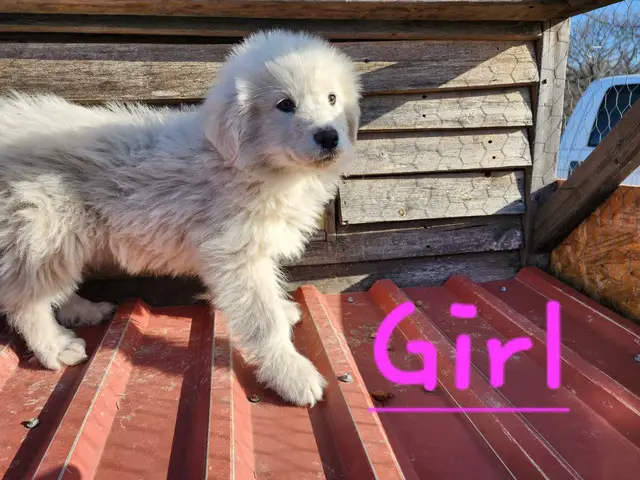 9 week old Purebred Great Pyrenees puppies - 4/8