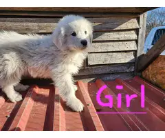9 week old Purebred Great Pyrenees puppies - 4