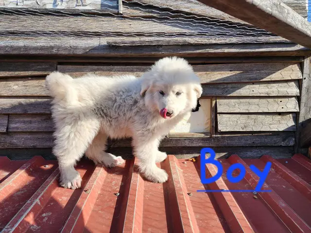 9 week old Purebred Great Pyrenees puppies - 5/8