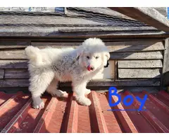 9 week old Purebred Great Pyrenees puppies - 5