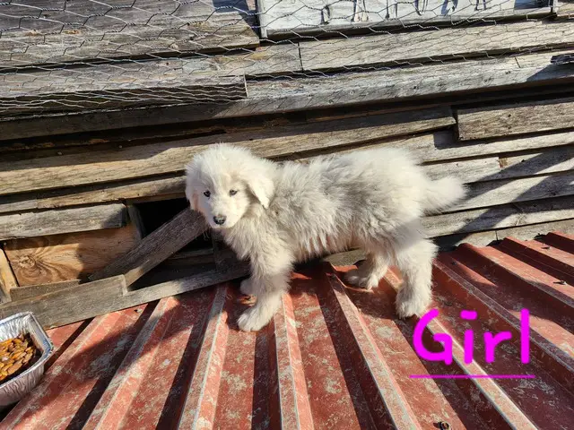 9 week old Purebred Great Pyrenees puppies - 6/8