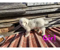 9 week old Purebred Great Pyrenees puppies - 6