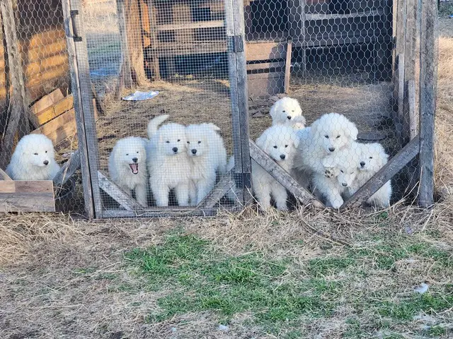 9 week old Purebred Great Pyrenees puppies - 8/8