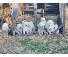 9 week old Purebred Great Pyrenees puppies - 8