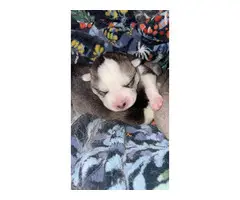 Alusky puppies in search of forever homes - 2