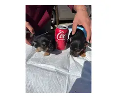 Pair of Teacup Chihuahua Puppies