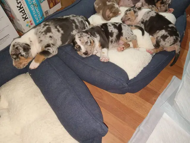 9 ABKC American Bully Puppies for Sale - 1/7