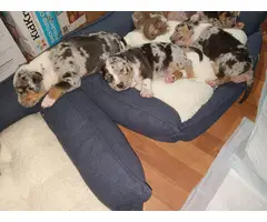 9 ABKC American Bully Puppies for Sale - 1