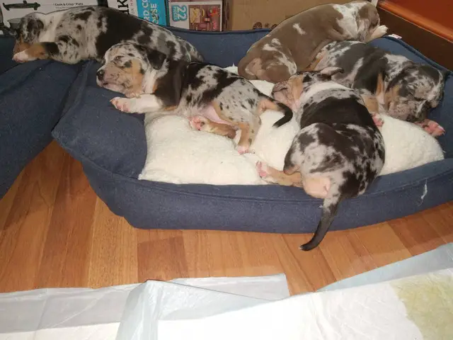 9 ABKC American Bully Puppies for Sale - 2/7