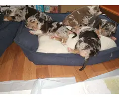 9 ABKC American Bully Puppies for Sale - 2
