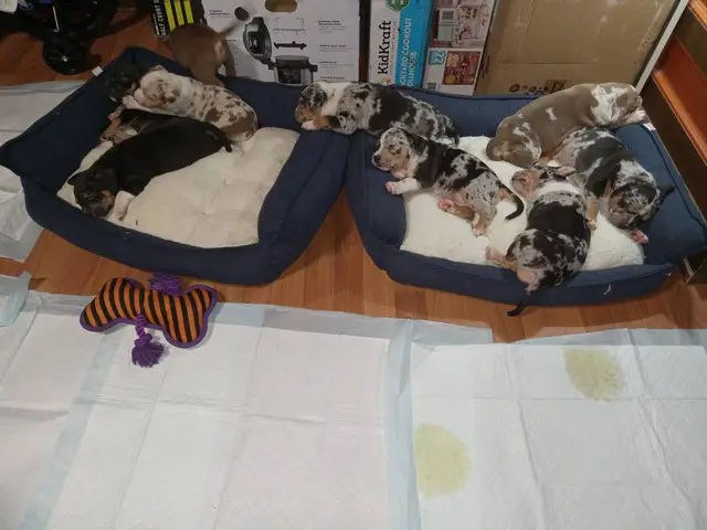 9 ABKC American Bully Puppies for Sale - 3/7
