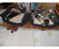 9 ABKC American Bully Puppies for Sale - 3