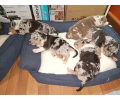 9 ABKC American Bully Puppies for Sale - 4
