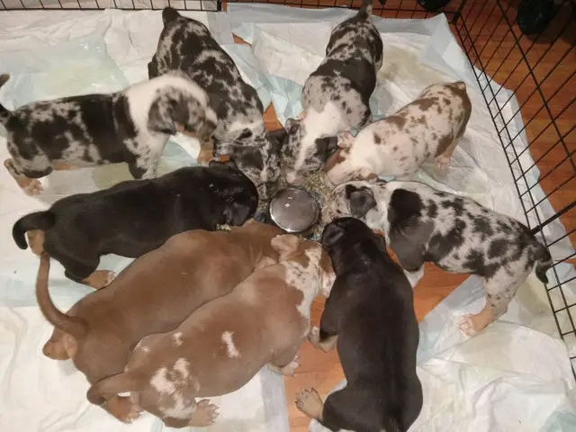 9 ABKC American Bully Puppies for Sale - 5/7
