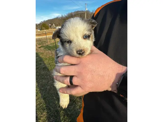 Australian Shepherd puppies - 7/13