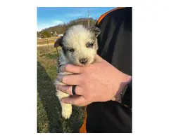 Australian Shepherd puppies - 7