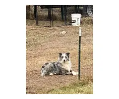 Australian Shepherd puppies - 12