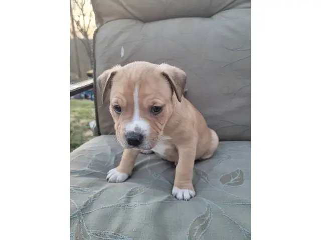 American Staffordshire Terrier/Pitbull puppies - 1/7