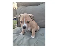 American Staffordshire Terrier/Pitbull puppies