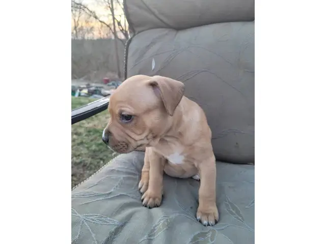 American Staffordshire Terrier/Pitbull puppies - 2/7
