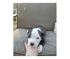 American Staffordshire Terrier/Pitbull puppies - 3