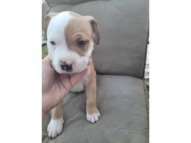 American Staffordshire Terrier/Pitbull puppies - 4/7