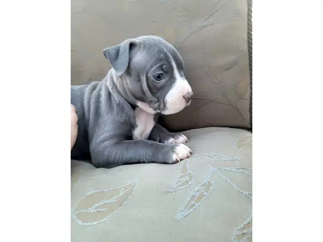 American Staffordshire Terrier/Pitbull puppies - 5/7