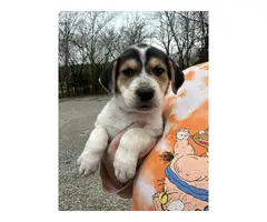5 Texas Heeler puppies for adoption