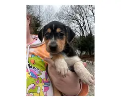 5 Texas Heeler puppies for adoption - 2